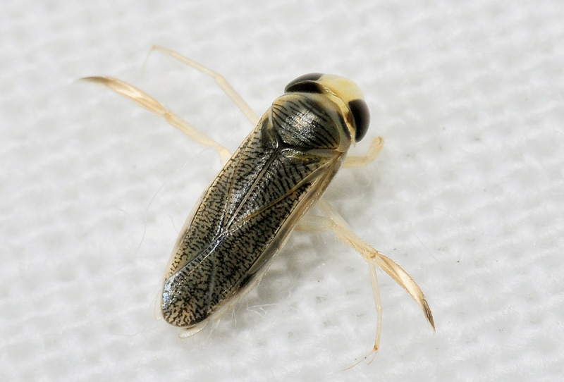 Corixidae